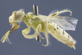 Female of <i>Callonychium (Paranychium) leleji</i> Photo: M.Lucia