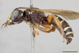 Material tipo de  <i>Psaenythia pachycephala</i> Cockerell, 1917 depositado en el USNM (National Museum of Natural History,  Smithsonian Institution)