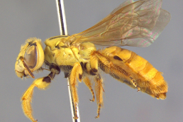 Female in lateral view. Photo: Ramos, 2013