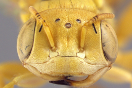 Head in frontal view of the male. Photo: Ramos, 2013