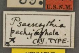 Etiquetas del material tipo de  <i>Psaenythia pachycephala</i> Cockerell, 1917 depositado en el USNM (National Museum of Natural History,  Smithsonian Institution)