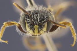 Female in frontal view (MLP). Photo: L. Alvarez