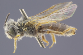 Female in lateral view (MLP). Photo: L. Alvarez