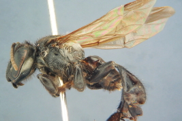 Worker in lateral view, Iguazú National Park, Misiones (MLP)