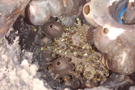 Obreras, potes de miel y cámara de cría en un nido, Sáenz Peña, Chaco (Miguel Gustavo)