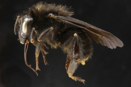 Female lateral view of <i>Bombus (Thoracobombus) pauloensis</i> Friese, 1913 