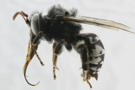 Male in lateral view (MLP)