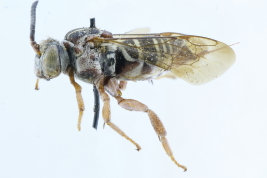 <i>Triepeolus osiriformis</i> female, Bonpland, Misiones Col. Jörgensen (MLP ac-8129)