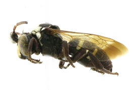 Vista lateral del macho <i>Doeringiella bipunctata </i> (Friese, 1908) 