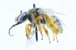 Lateral view of female of <i>Lanthanomelissa discrepans  </i> Holmberg, 1903