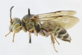 Lateral view of female of <i>Rhinepeolus rufiventris </i>(Friese, 1908) 