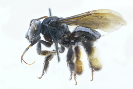 Female in lateral view, El Destino, Magdalena, Buenos Aires (MLP)