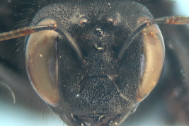 Head in frontal view of female of <i>Xylocopa (Nanoxylocopa) ciliata</i> Burmeister, 1876 