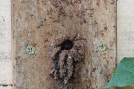 Nest entrance of a hive, San Antonio, Misiones, "La Mambuca" meliponary (L. Alvarez)