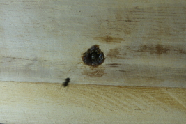 Entrada del nido de una colmena, San Antonio, Misiones, meliponario "La Mambuca" (L. Alvarez)