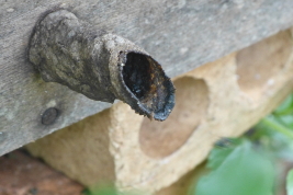 Entrada del nido de una colmena, San Antonio, Misiones, meliponario "La Mambuca" (L. Alvarez)