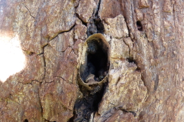 Nest entrance of a rustic hive, Campo Ramón, Misiones  (L. Alvarez)