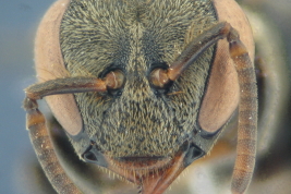 Head in frontal view, worker
