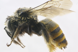 Female in lateral view, Concordia, Entre Ríos (Photo: L. Alvarez)