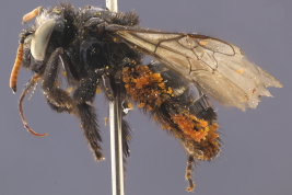 Female in lateral view, San Javier, Tucumán (Photo: M. Lucia)