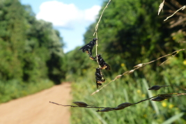 Male sleeping aggregation of <i>Tetrapedia diversipes</i>, Iguazú National Park, Misiones. Photo: L. Alvarez