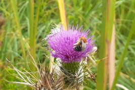 Hembra sobre <i>Cirsium vulgare</i>, Reserva Natural Provincial 'Puerto Mar del Plata', Buenos Aires. Foto: L. Alvarez