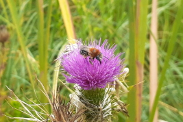 Hembra sobre <i>Cirsium vulgare</i>, Reserva Natural Provincial 'Puerto Mar del Plata', Buenos Aires. Foto: L. Alvarez