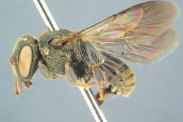 Worker in lateral view