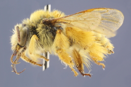 Male lateral view (MLP) Photo: M.Lucia