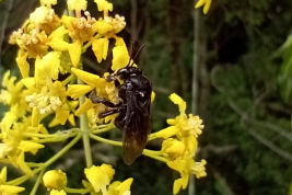 Hembra sobre <i>Heteropterys intermedia</i> (A. Juss) Griseb, San Ignacio, Misiones. Foto: J. P. Torretta