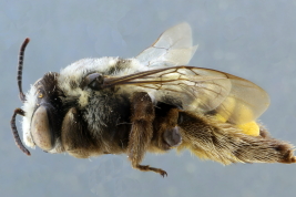 Hembra en vista latera de <i>Dasyhalonia (Pachyhalonia) sapucacensis</i>, Santa Fe (IFML) (Foto: L. Alvarez)