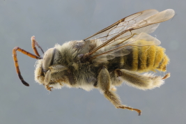 Macho en vista latera de <i>Dasyhalonia (Pachyhalonia) sapucacensis</i>, Santa Fe (IFML) (Foto: L. Alvarez)