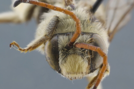 Macho en vista frontal <i>Dasyhalonia (Pachyhalonia) sapucacensis</i>, Santa Fe (IFML) (Foto: L. Alvarez)