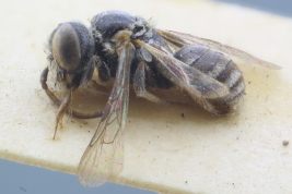 Macho de <i>Teratognatha modesta</i> Ogloblin, 1956, Campo Galllo, Santiago del Estero (MLP). Foto: L. Alvarez