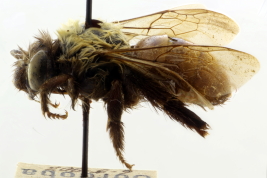 Hembra de <i>Thygater (Nectarodiaeta) oliveirae</i> (Holmberg, 1903), Córdoba (MLP)