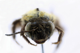 Hembra de <i>Thygater (Nectarodiaeta) oliveirae</i> (Holmberg, 1903), Córdoba (MLP)