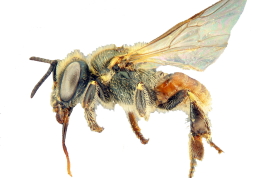 Worker in lateral view (Photo: L. Alvarez)