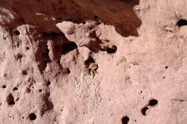 Sitio de nidificación de  <i>M. tandilensis</i>, Claromeco, Buenos Aires (Foto: S. Bellucci Vega)