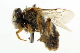 Hembra en vista lateral (Foto: L. Alvarez)