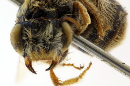 Hembra en vista frontal (MLP). Foto: L. Alvarez