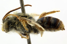 Macho en vista lateral (Foto: L. Alvarez)