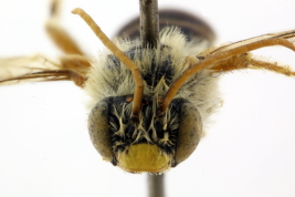 Macho en vista frontal (Foto: L. Alvarez)