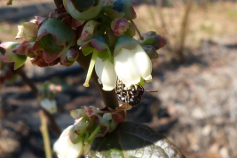 Machon de <i>C. morrensis</i> sobre flores de arándano, Concordia, Entre Ríos (Foto: L. Alvarez).