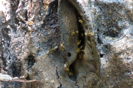 Entrada del nido, Puerto Rico, Misiones (Foto: L. Alvarez)