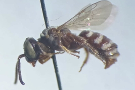 <i>Chilimalopsis impressifrons</i> Roig-Alsina, paratipo macho (MACN).