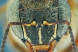 Head in frontal view, worker of <i>Melipona quinquefasciata</i> Lepeletier, Misiones. Photo: Leopoldo Alvarez