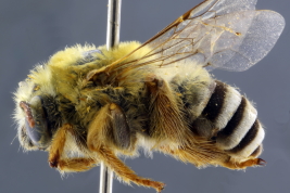 Female of <i>Alloscirtetica ameghinoi </i>, Chubut, IFML. Photo: L. Alvarez