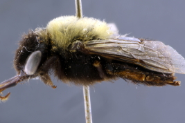 Female of <i>Alloscirtetica antarctica</i>, Santa Cruz, IFML. Photo: L. Alvarez