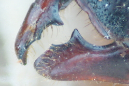 Detail of the worker's mandible 