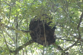 Aereal nest, Iguazú National Park, Misiones (Photo: L. Alvarez)